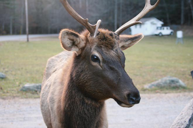 Twists and Turns to Rendezvous With Elk
