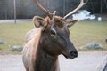 Twists and Turns to Rendezvous With Elk