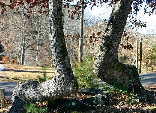 Cherokee marker trees