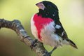Birding in the Great Smoky Mountains
