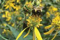 Bumble bee on wingstem