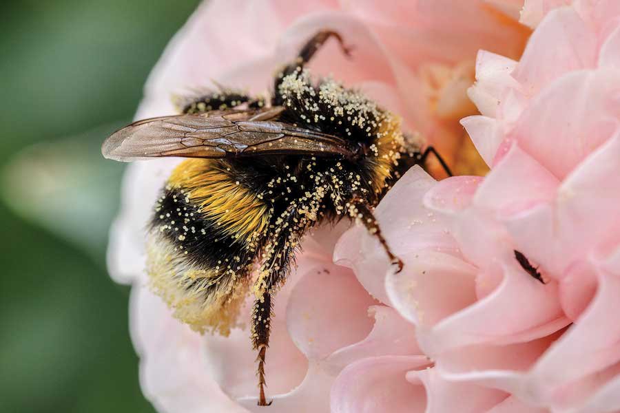 Insects are the Pollinator Professionals