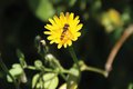 Insects are the Pollinator Professionals