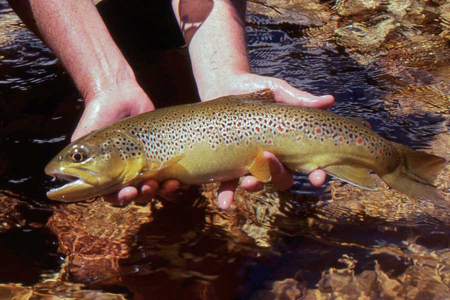 Fly fishing in the Southern High Country