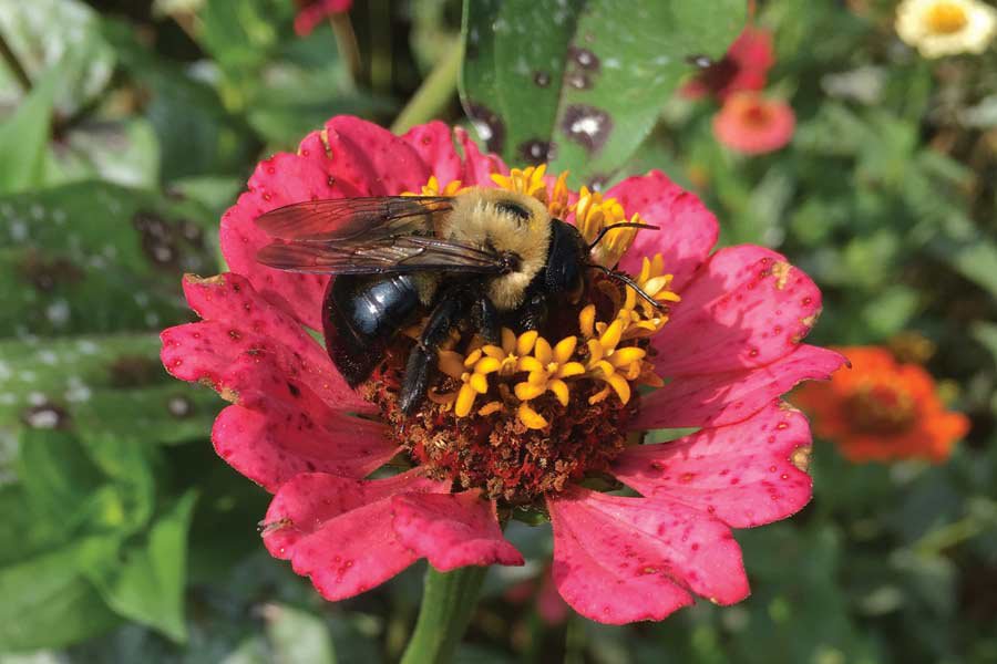 These Buzzing Behemoths Are Peaceful Pollinators