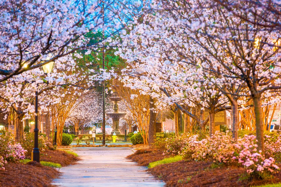39th Cherry Blossom Festival is March 1928 in Macon, Smoky
