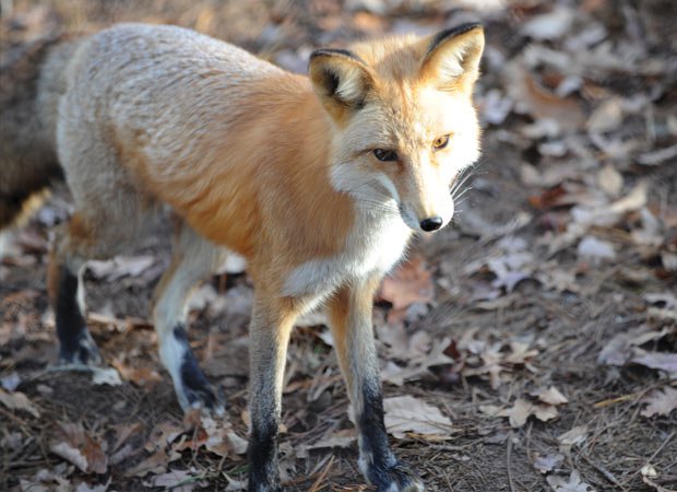 Looking foxy