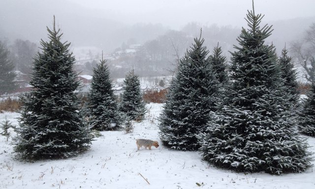 Christmas-trees-in-the-snow-waynesville-nc.jpg