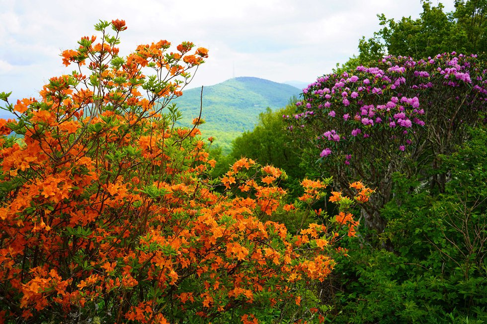 Flame_Azalea_Catawba_Rhododendron_Photo Courtesy of Grandfather Mountain Stewardship Foundation.jpg