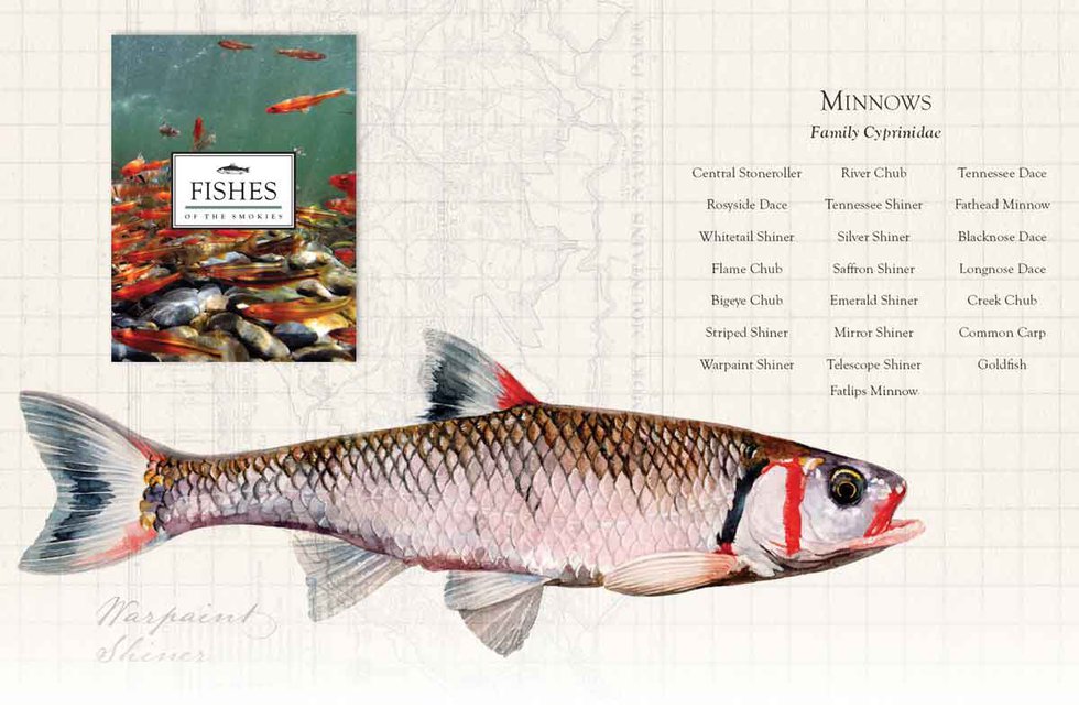 Park Association Publishes Fish Field Guide