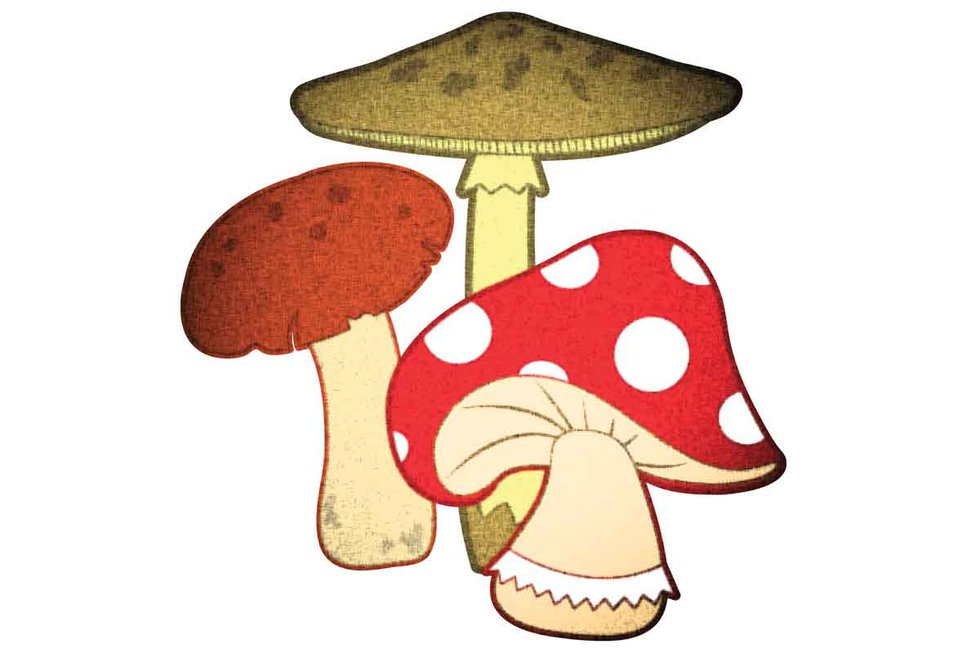 Merry Mushroom Memories