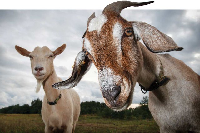 Oh Those Gregarious Goats!