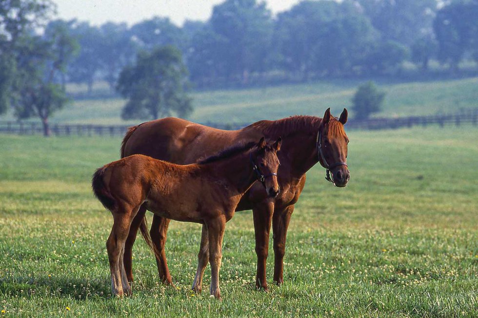 Visiting Kentucky's Horses