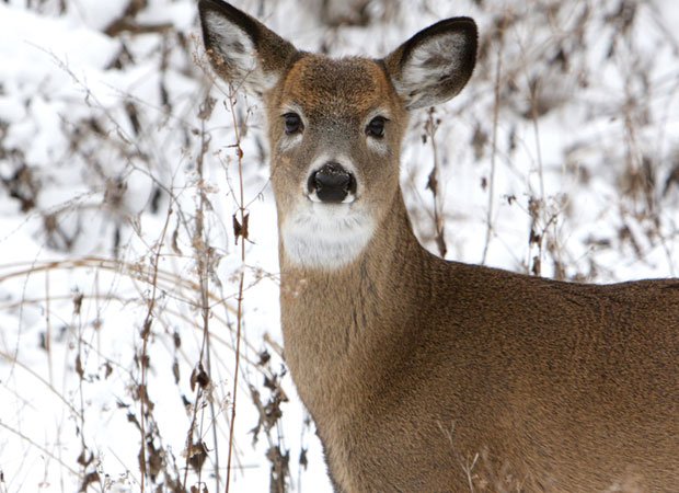 Cold weather months prove challenging for wildlife in the Great Smoky  Mountains—including one special deer - Smoky Mountain Living